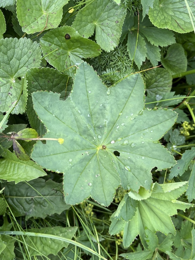 Alchemilla effusa