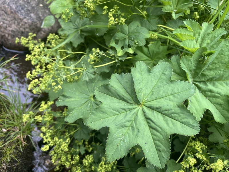 Alchemilla effusa photo 2