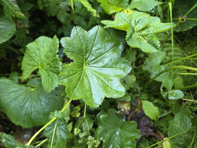 Alchemilla effusa photo 3