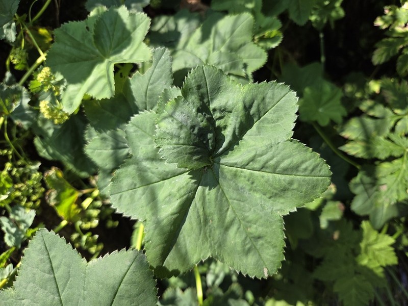 Alchemilla effusa photo 4
