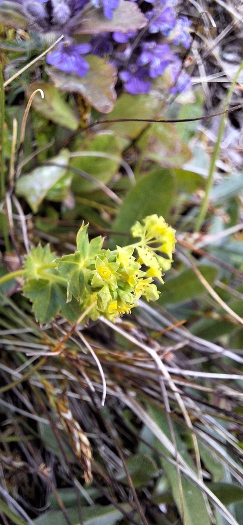 Alchemilla effusa photo 5