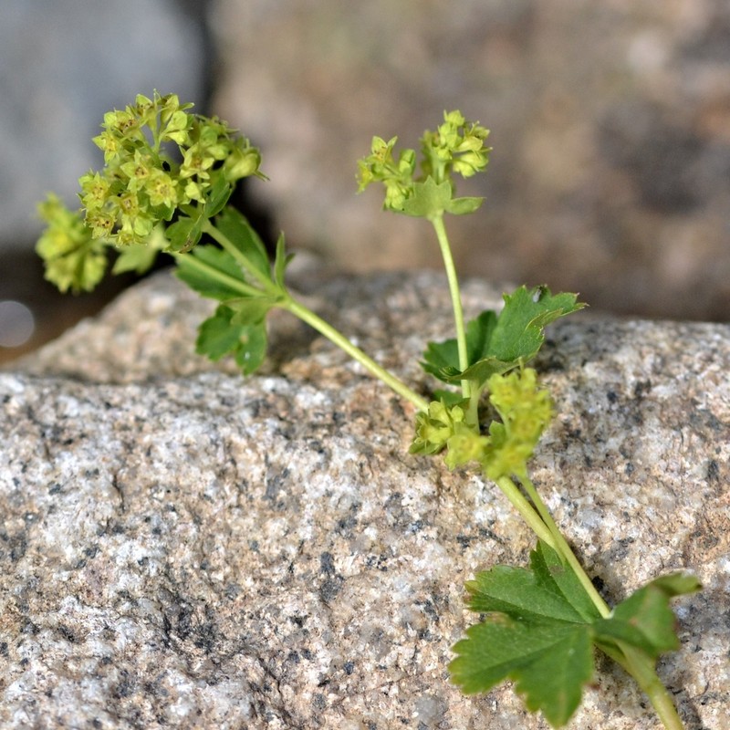 Alchemilla effusa photo 6