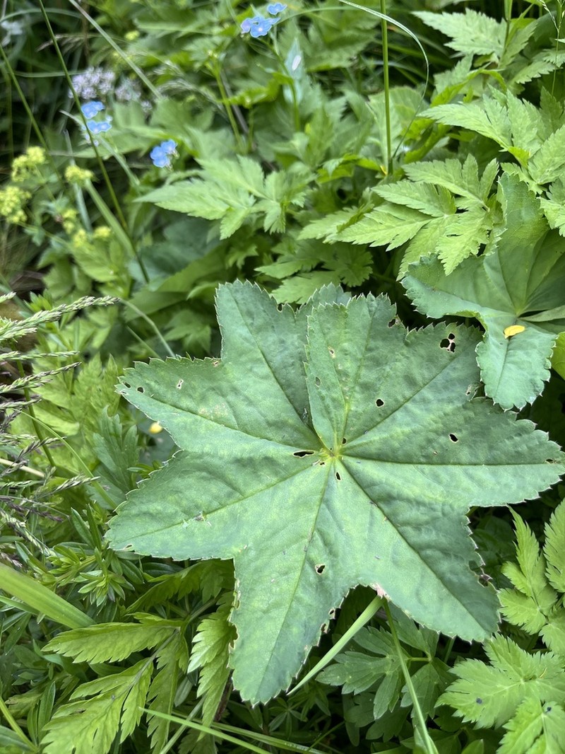 Alchemilla effusa photo 7