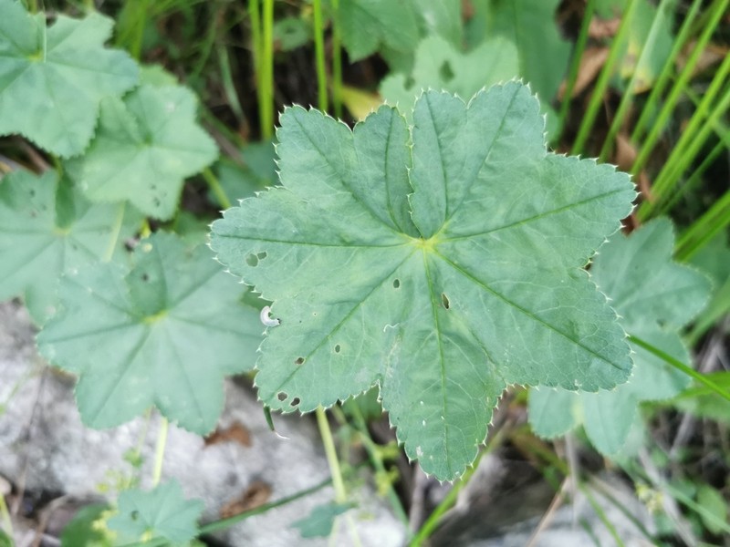 Alchemilla effusa photo 8