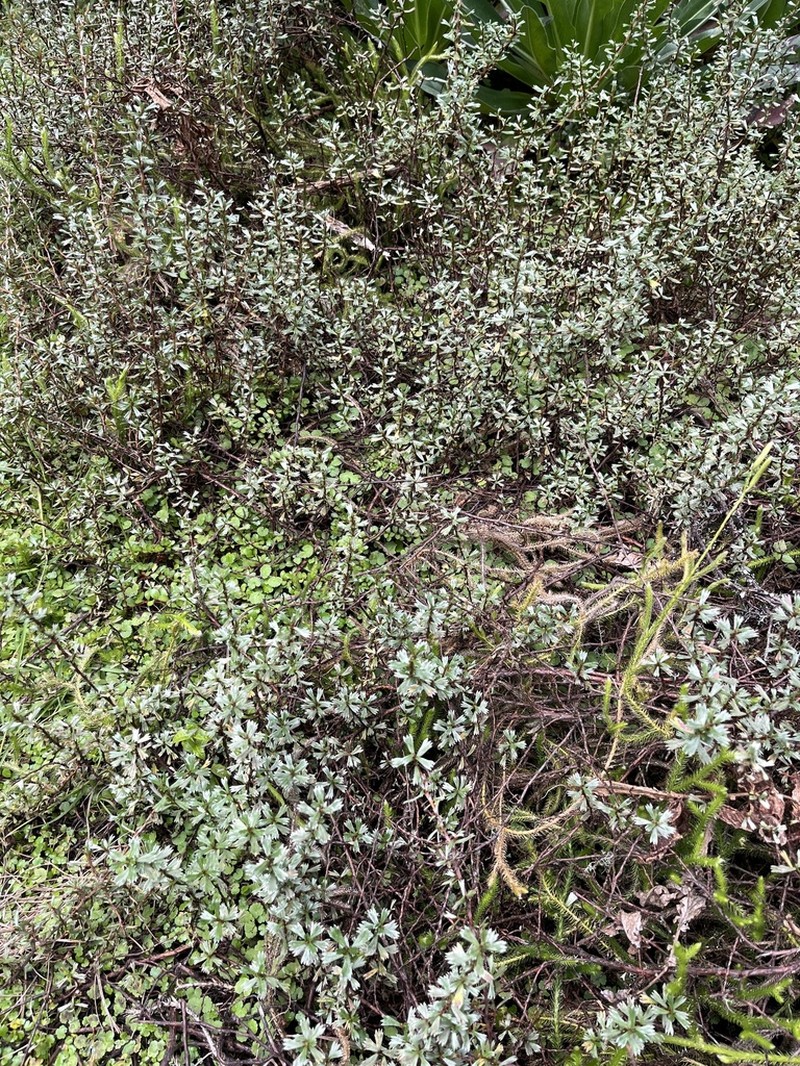 Alchemilla elgonensis