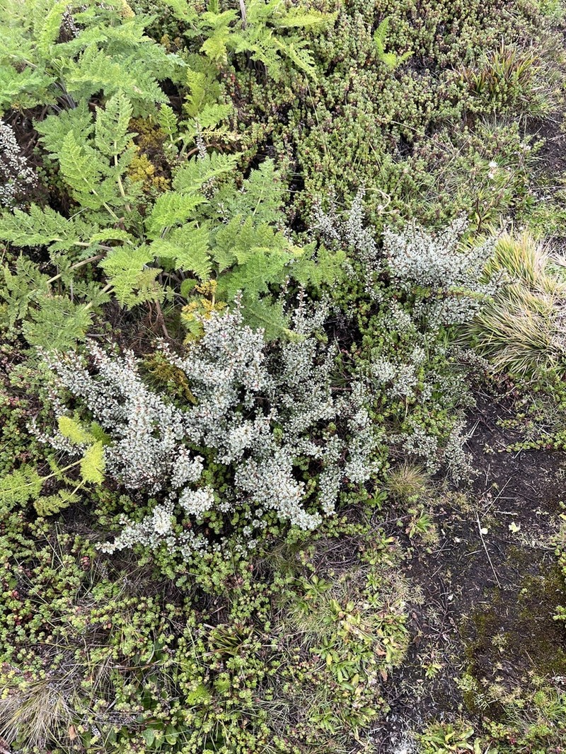 Alchemilla elgonensis photo 3