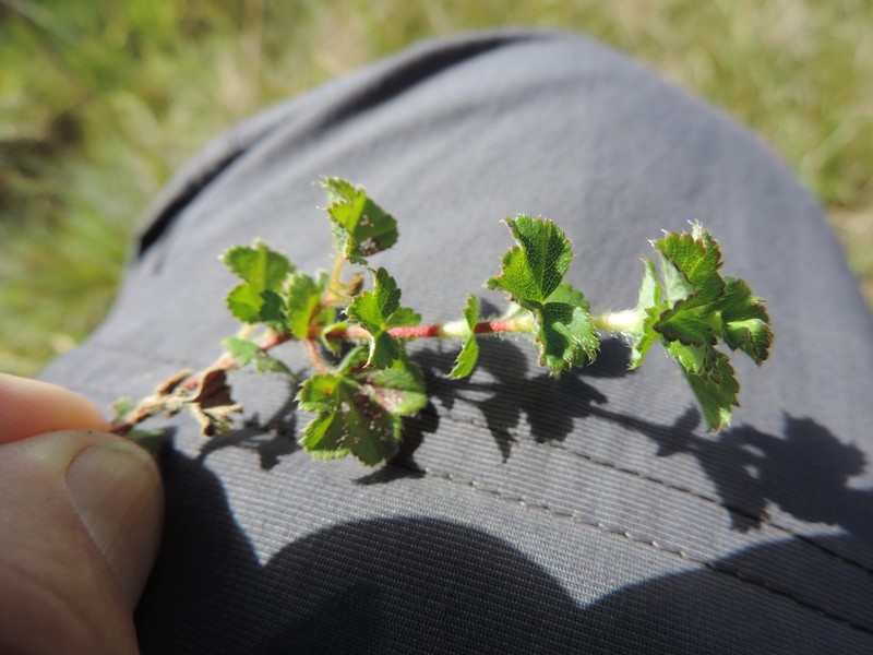 Alchemilla ellenbeckii photo 3