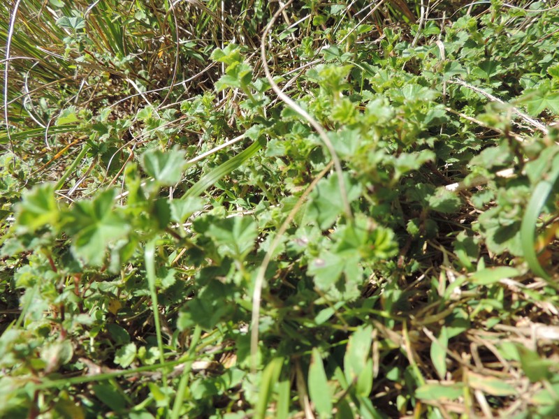 Alchemilla ellenbeckii photo 5