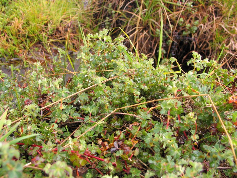 Alchemilla ellenbeckii subsp. ellenbeckii photo 2