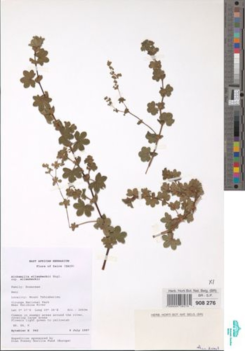 Alchemilla ellenbeckii subsp. ellenbeckii photo 3