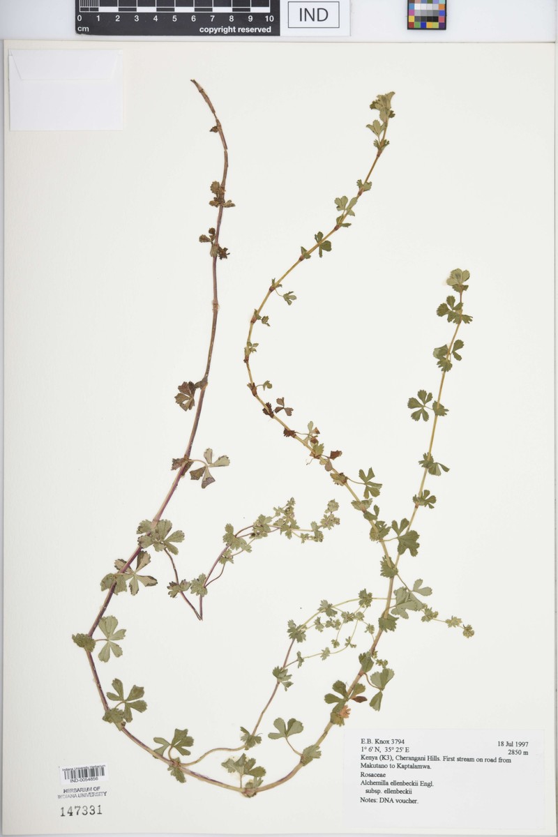 Alchemilla ellenbeckii subsp. ellenbeckii photo 4