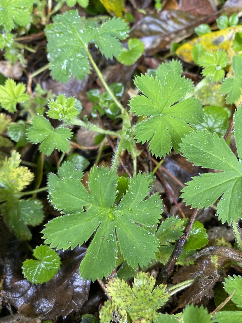 Alchemilla elongata