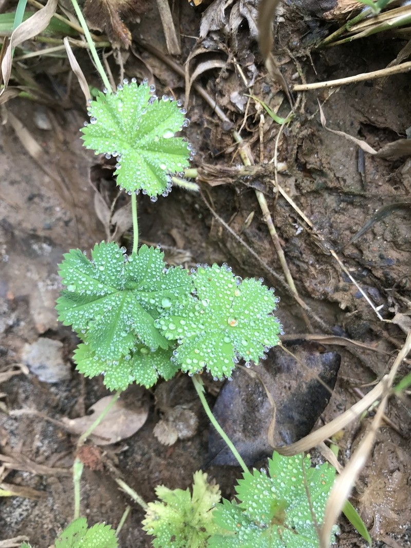 Alchemilla elongata photo 2