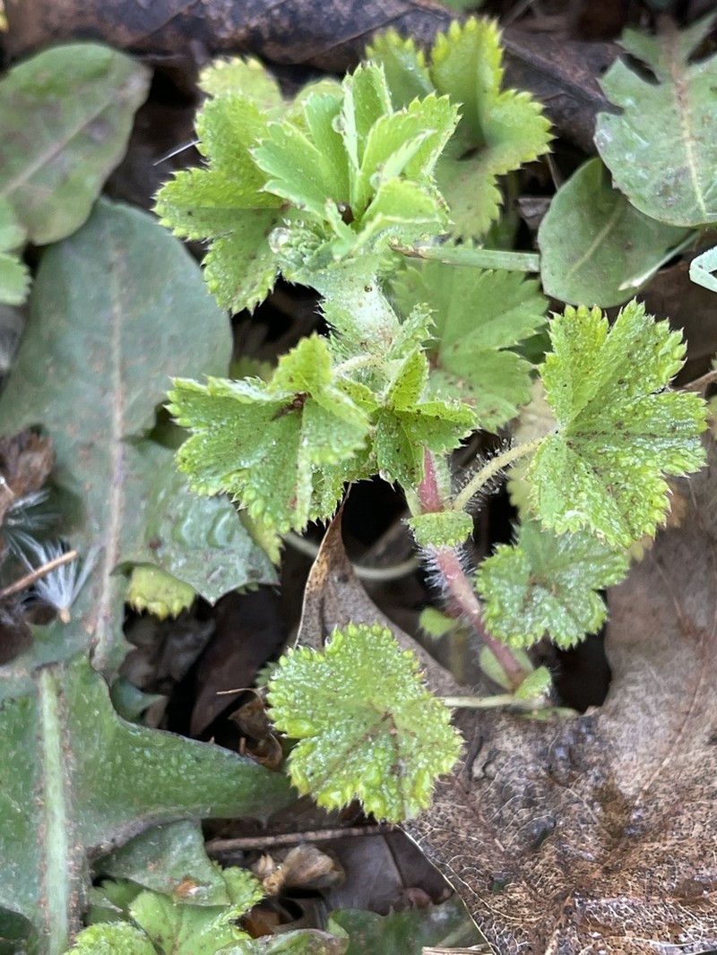 Alchemilla elongata photo 3