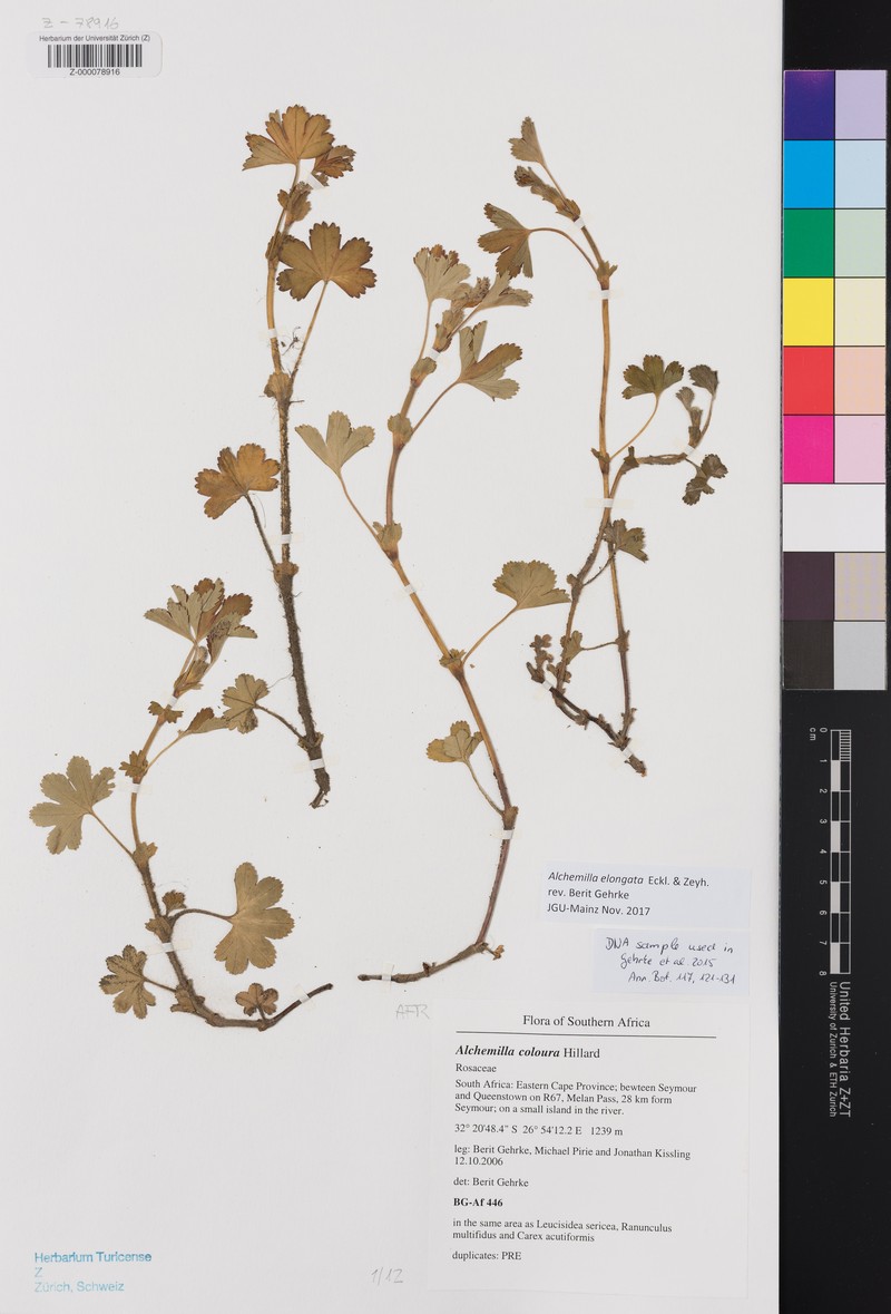 Alchemilla elongata photo 6