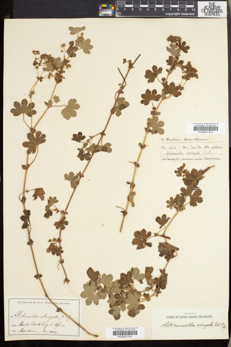 Alchemilla elongata photo 7