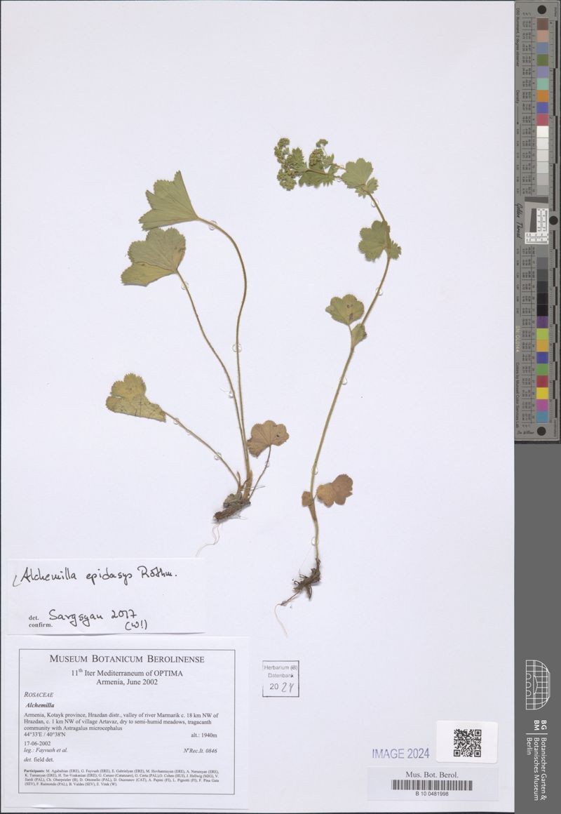 Alchemilla epidasys