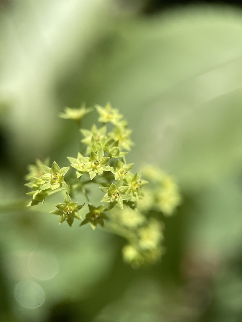 Alchemilla epipsila