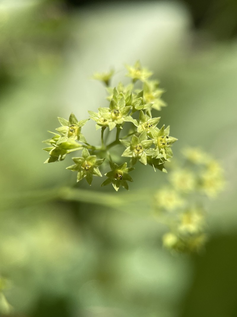 Alchemilla epipsila photo 2