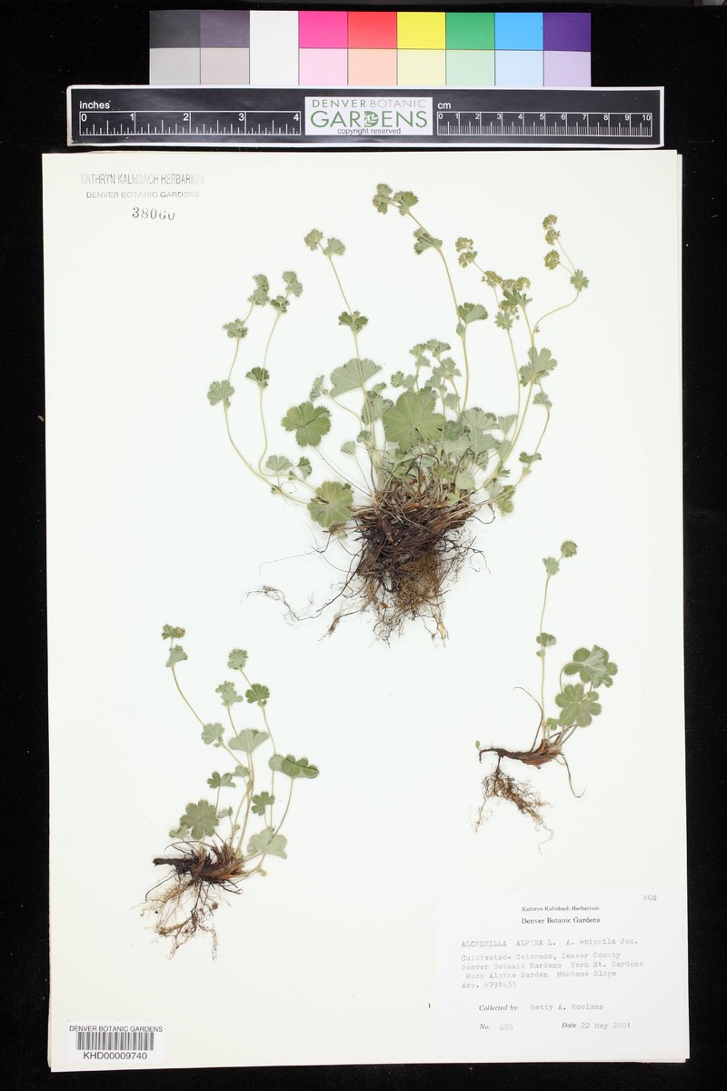 Alchemilla epipsila photo 3