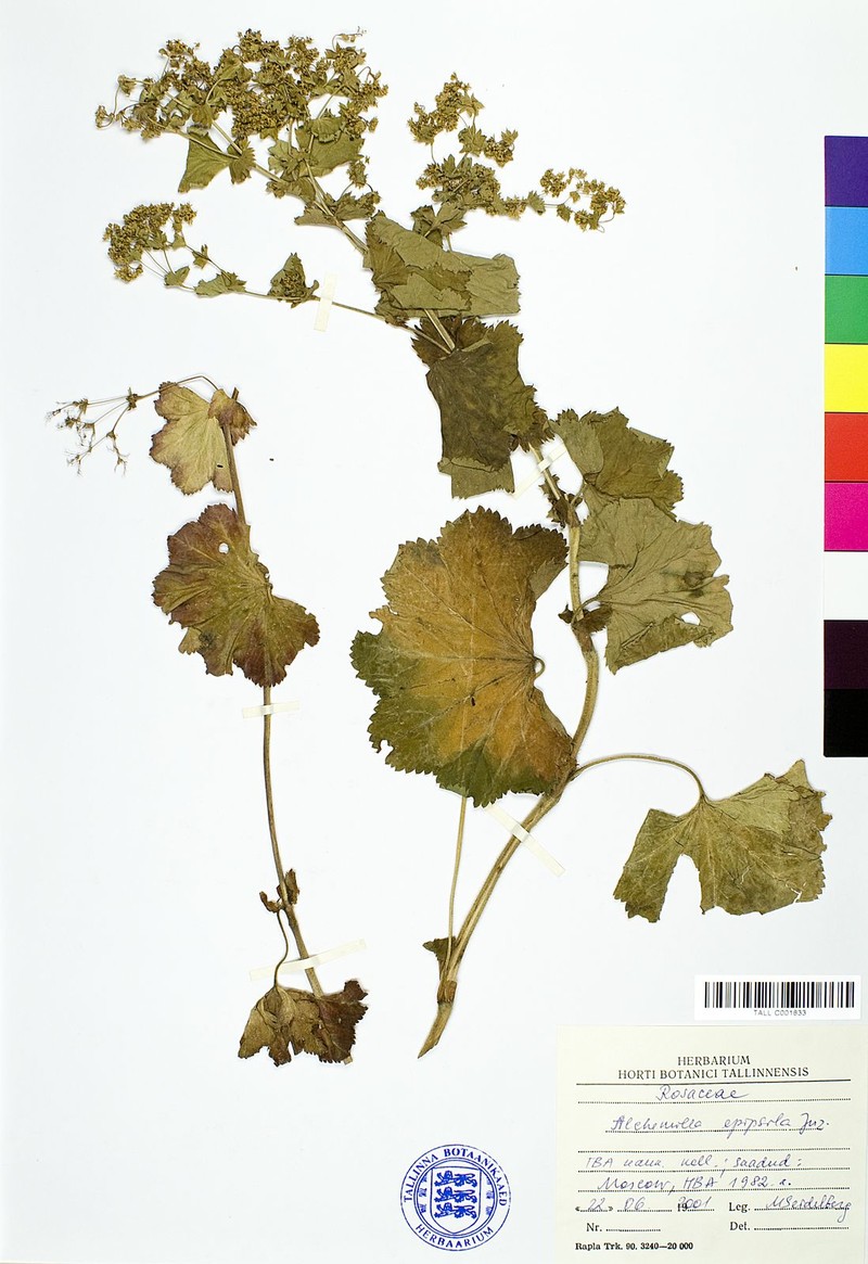 Alchemilla epipsila photo 4
