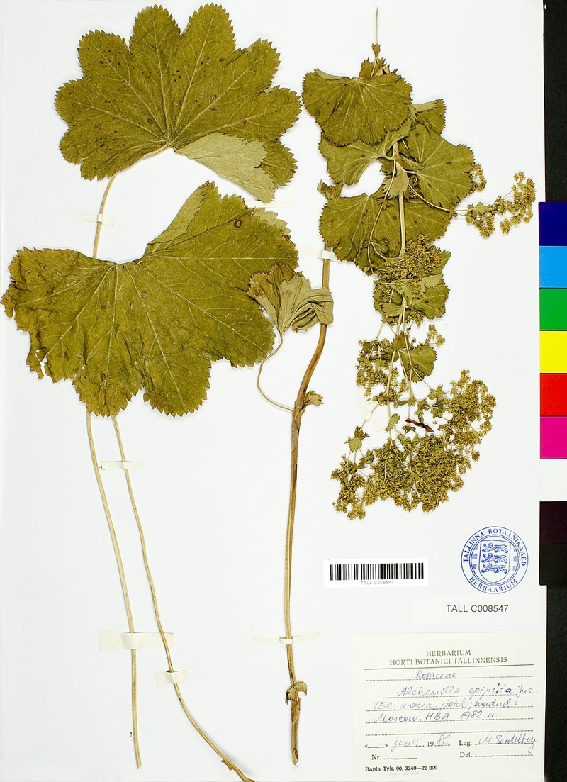 Alchemilla epipsila photo 5