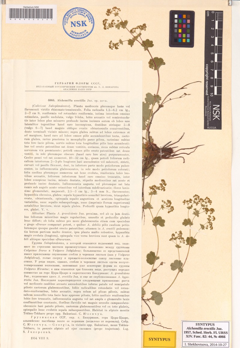 Alchemilla erectilis