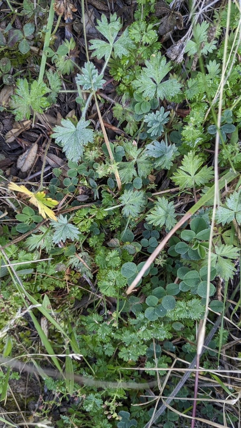 Alchemilla erodiifolia