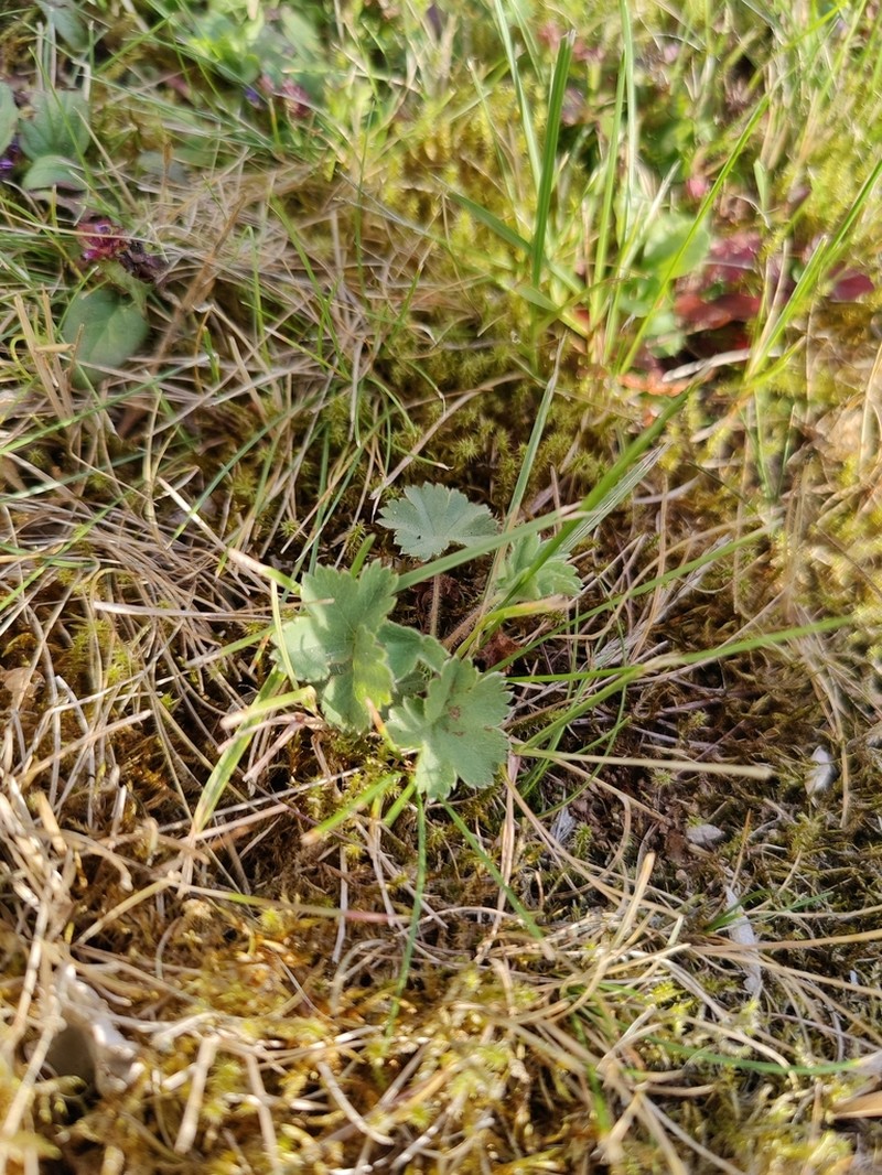 Alchemilla erythropoda photo 2