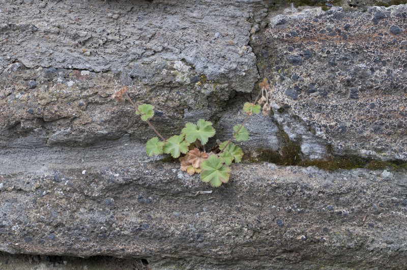 Alchemilla erythropoda photo 3