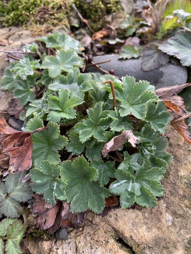 Alchemilla erythropoda photo 4