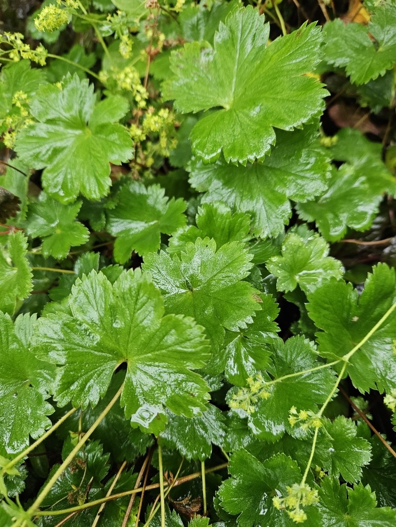 Alchemilla erythropoda photo 5