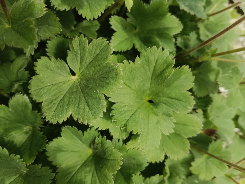 Alchemilla erythropoda photo 6