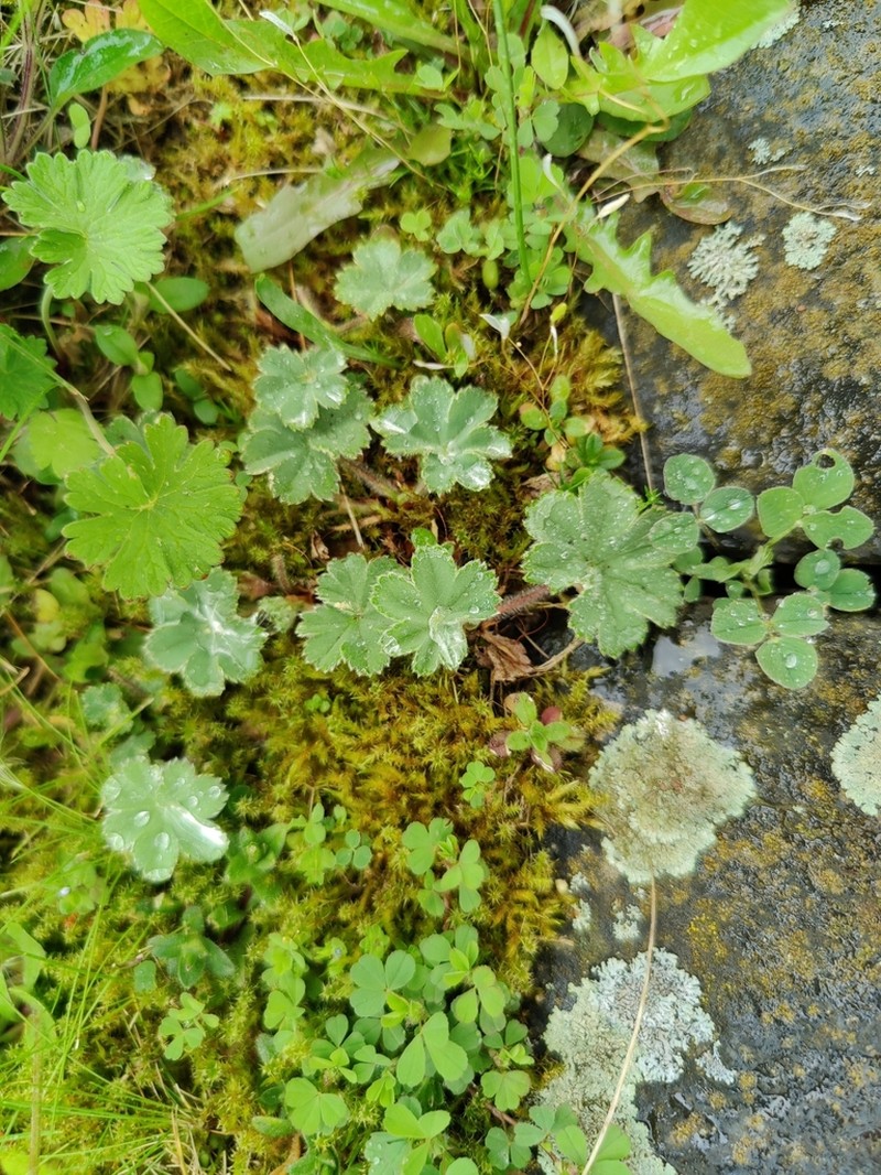Alchemilla erythropoda photo 7