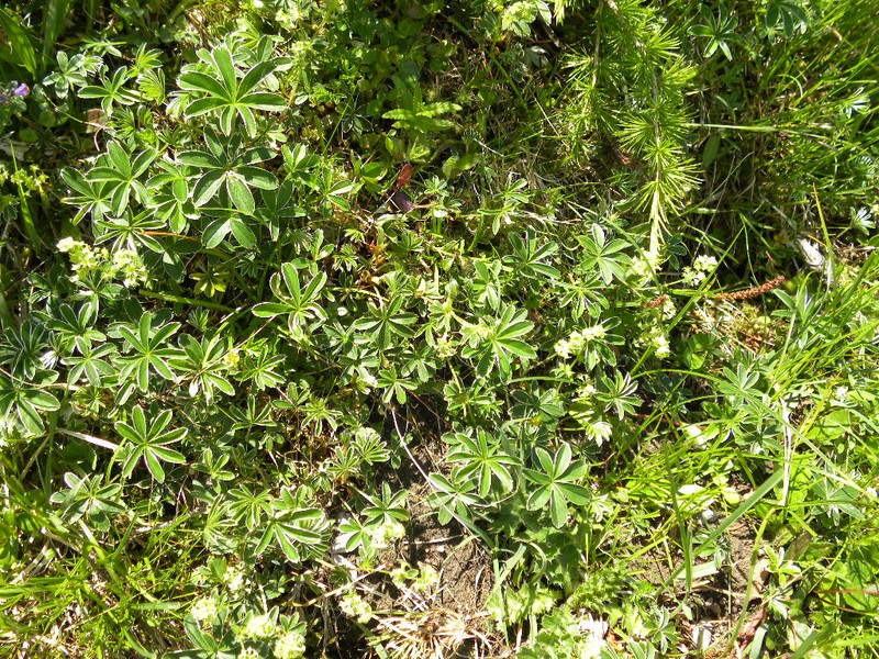 Alchemilla exigua