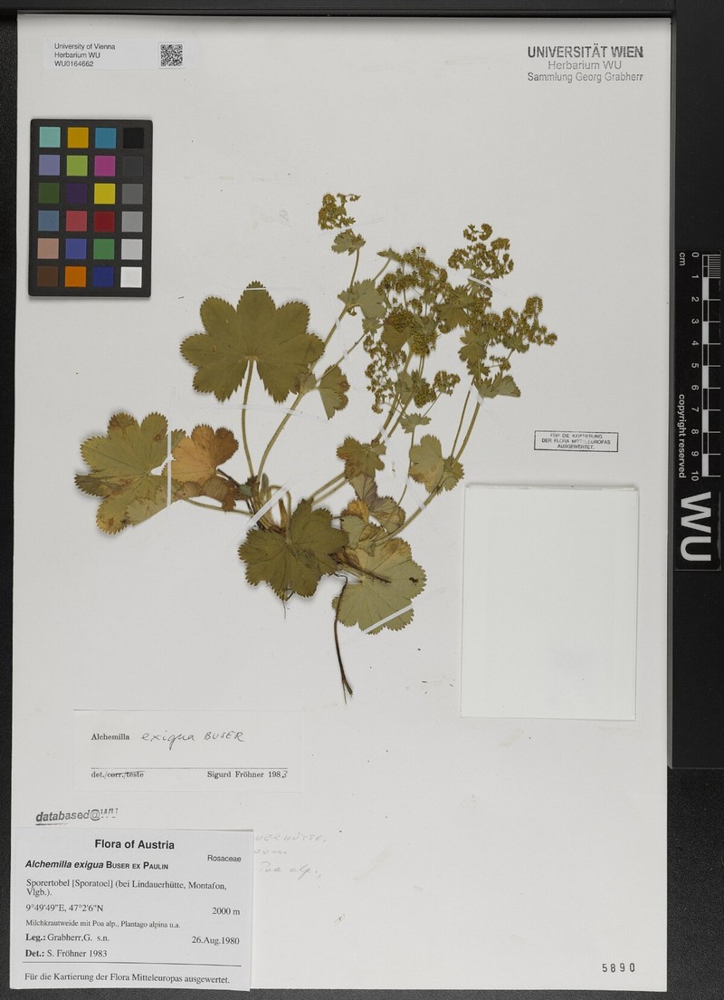 Alchemilla exigua photo 2