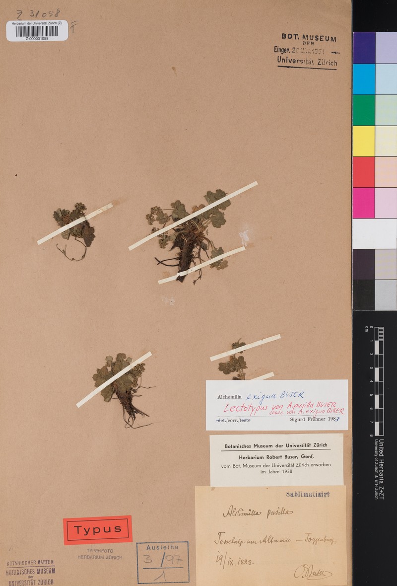 Alchemilla exigua photo 3