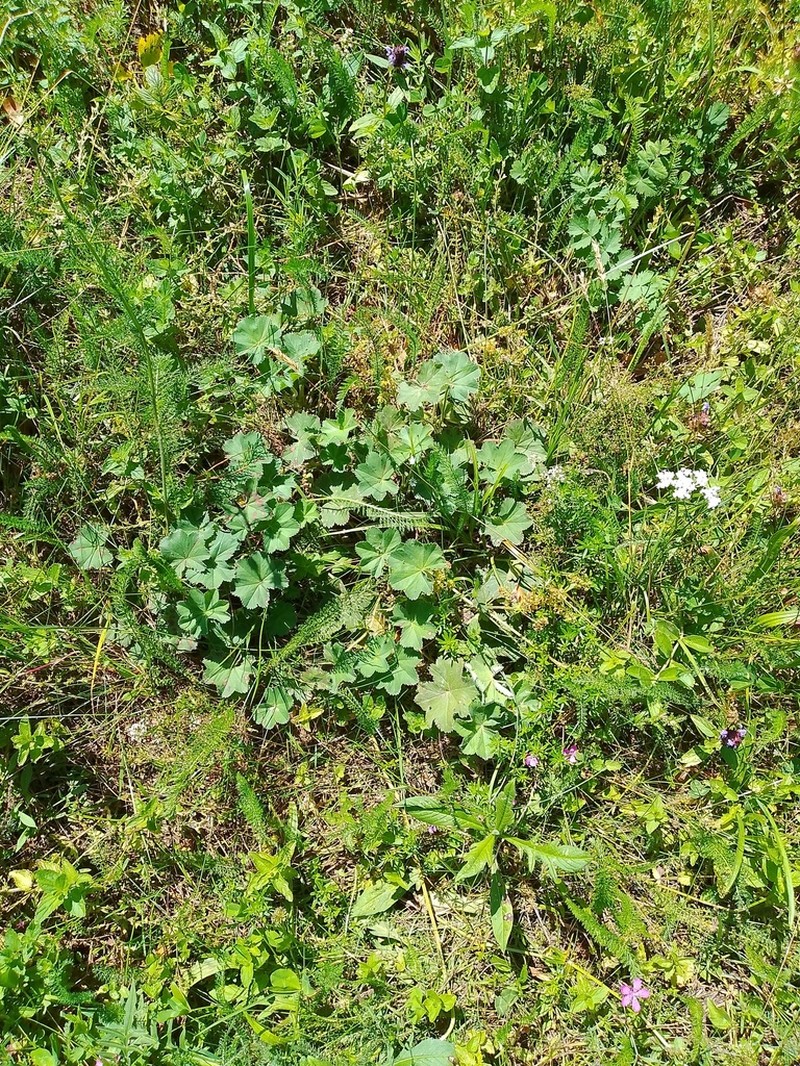 Alchemilla exilis photo 3