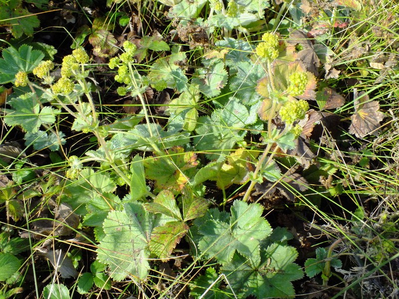 Alchemilla exilis photo 4