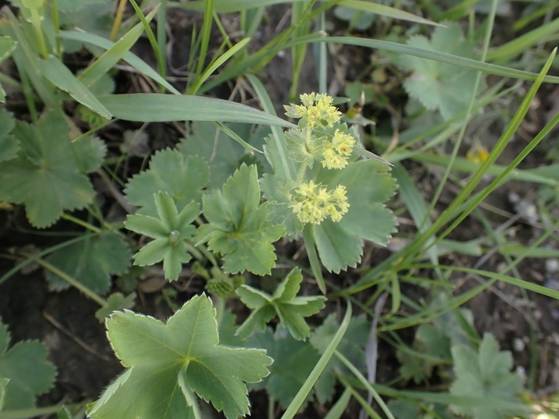 Alchemilla exilis photo 5