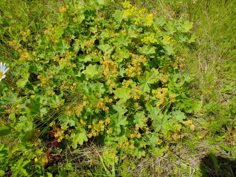 Alchemilla exilis photo 6