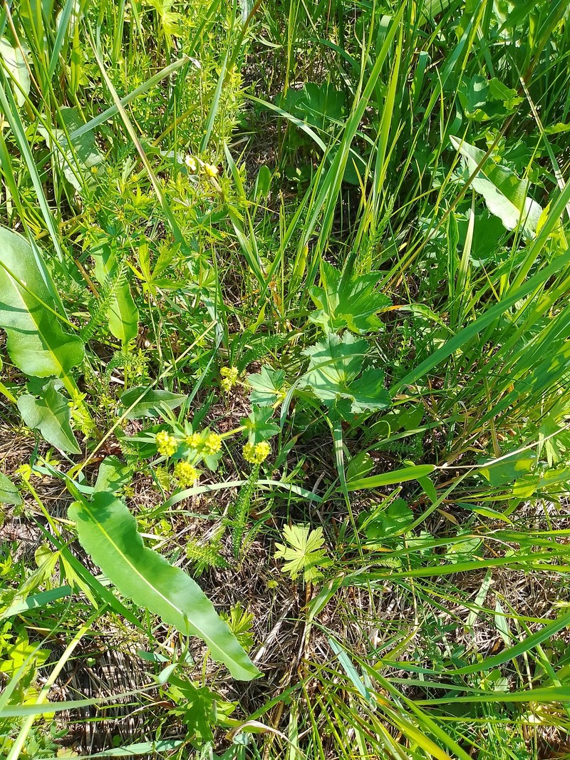 Alchemilla exilis photo 7