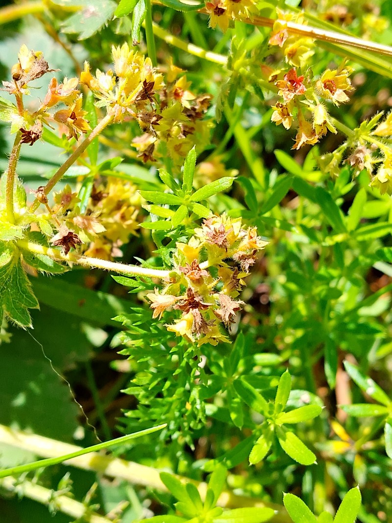 Alchemilla exilis photo 8