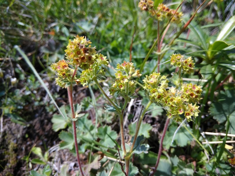 Alchemilla exsanguis photo 2