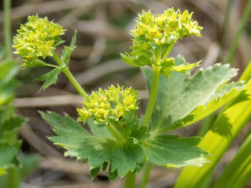 Alchemilla exsculpta