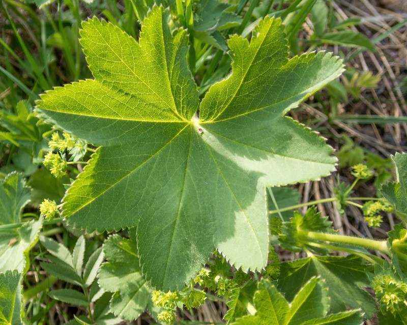 Alchemilla exsculpta photo 2