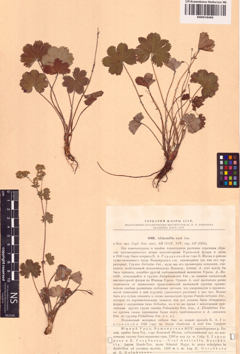 Alchemilla exul