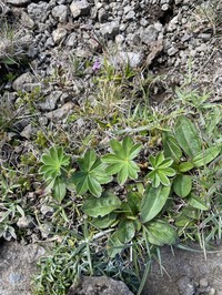 Alchemilla faeroensis