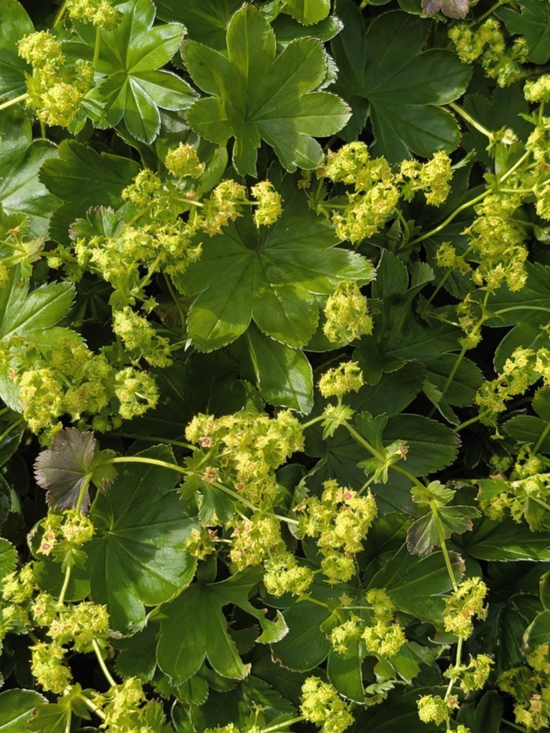 Alchemilla faeroensis photo 2