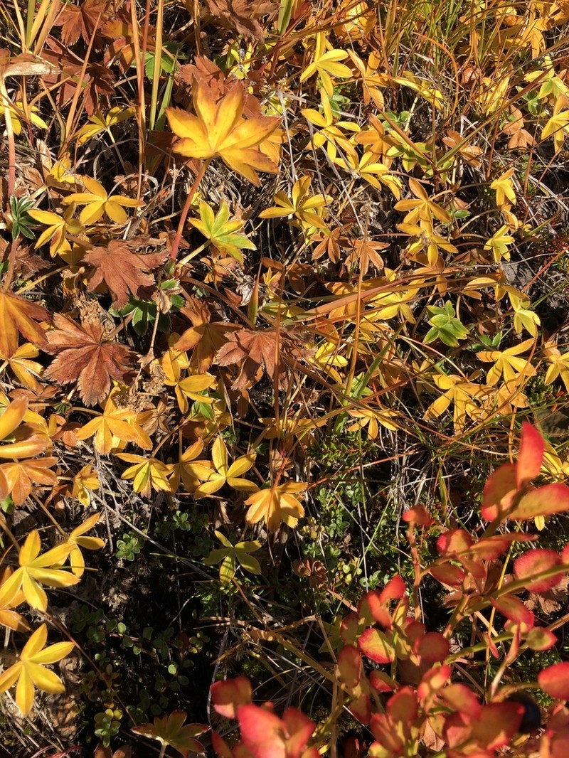 Alchemilla faeroensis photo 3